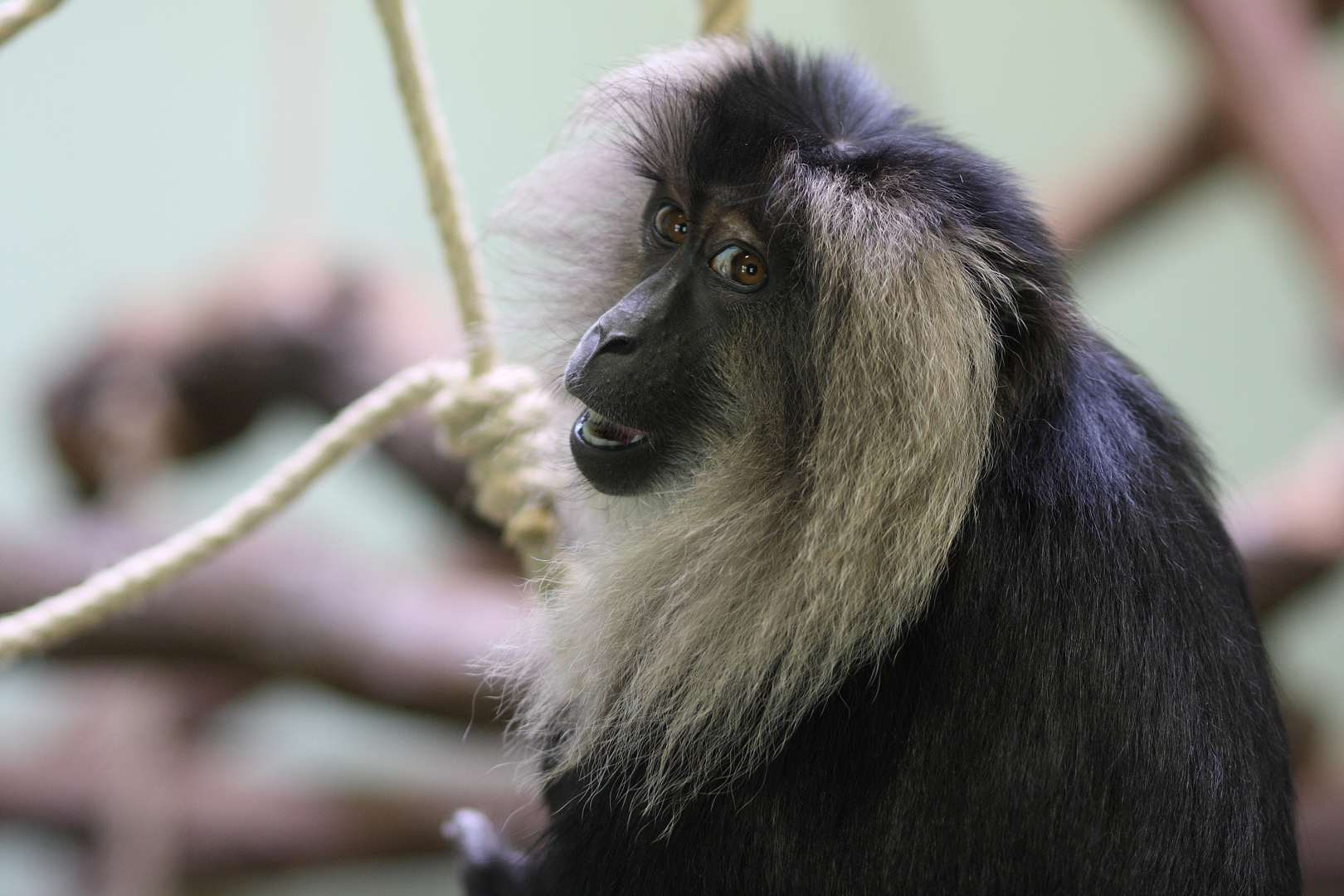 Im Kölner Zoo entdeckt