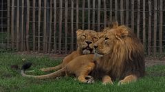 Im Kölner Zoo