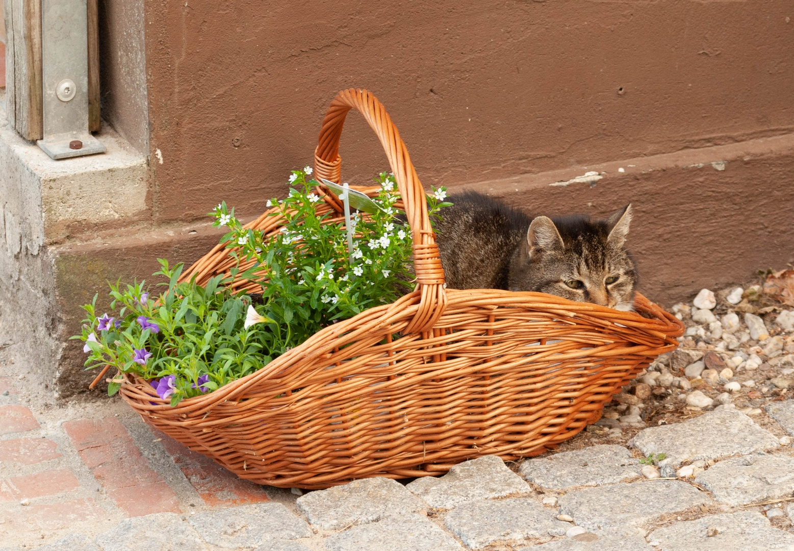 Im Körbchen Foto &amp; Bild | tiere, haustiere, katzen Bilder auf fotocommunity