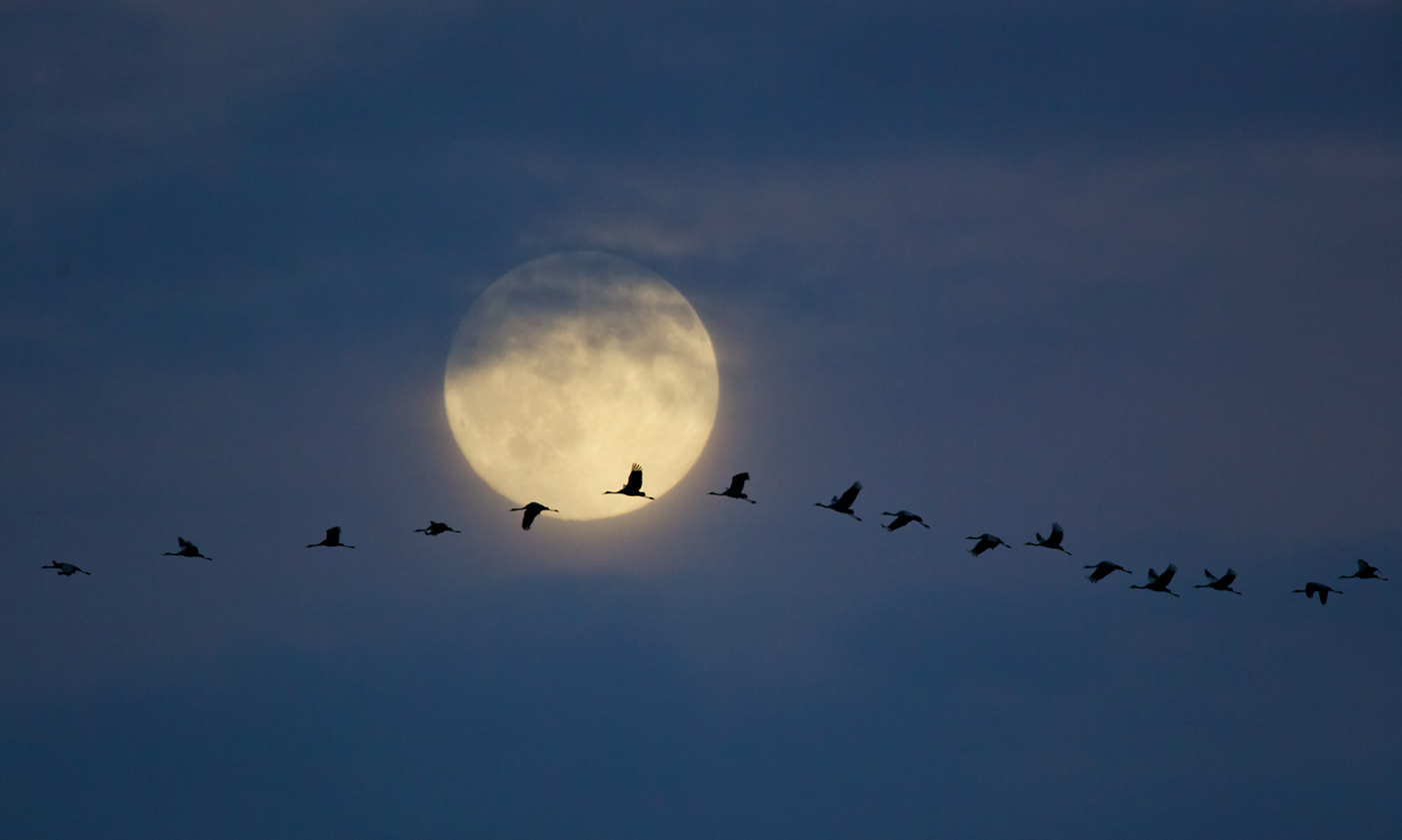 im konvoi durch den vollmond