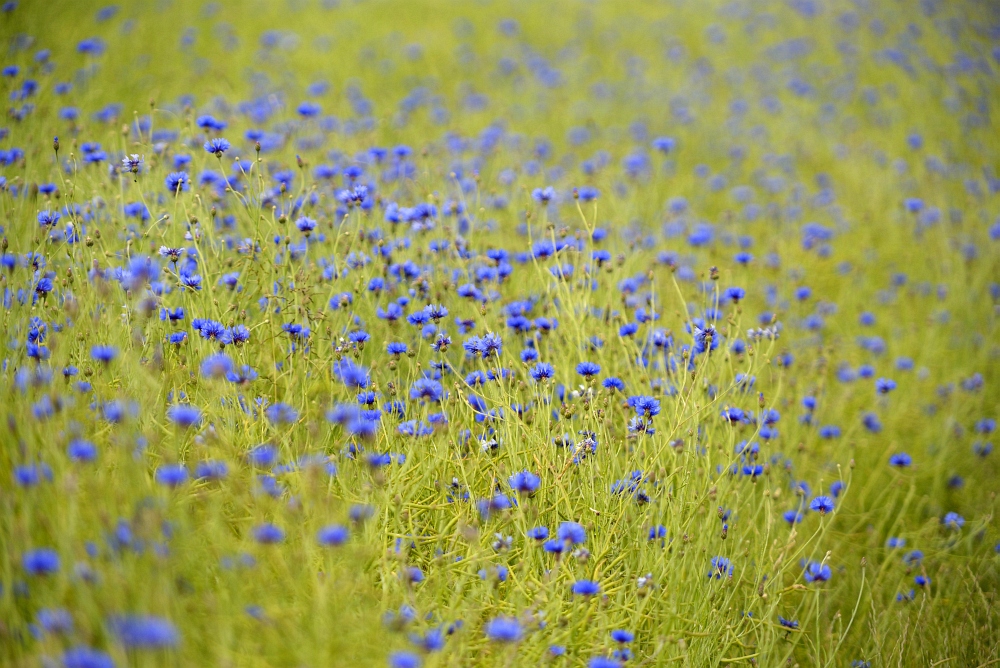 im Korn (Blumen) feld