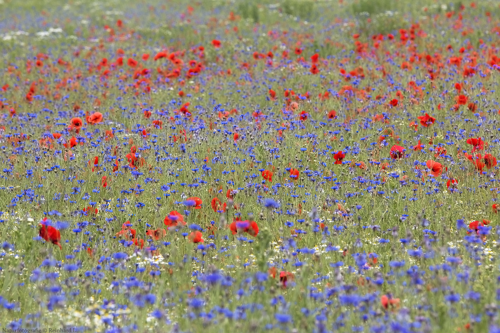 Im Kornblumenmeer