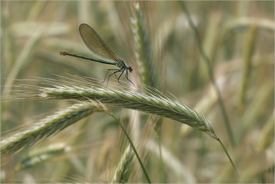 Im Kornfeld (1)