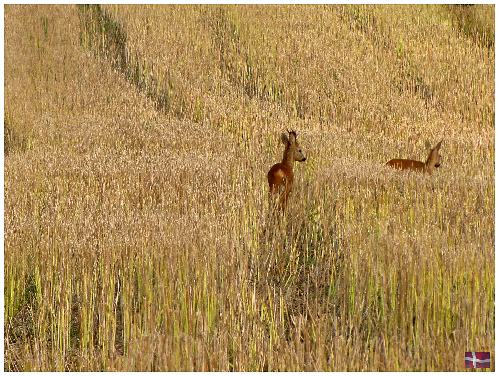 Im Kornfeld /2