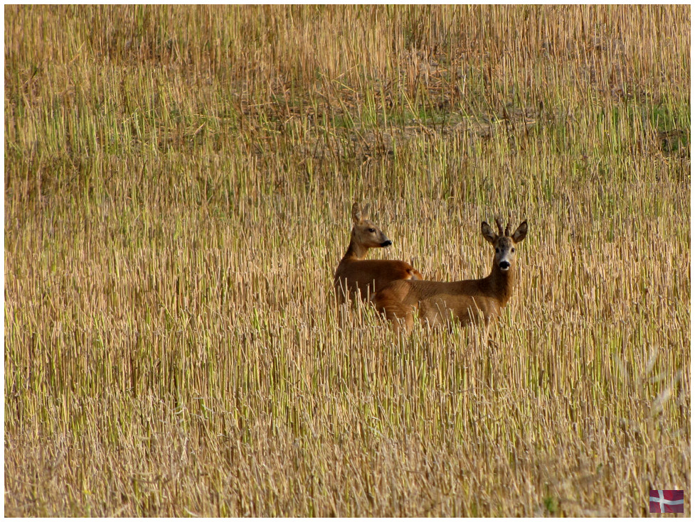 Im Kornfeld /3