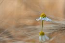 Im Kornfeld... by Thomas Meinersmann 