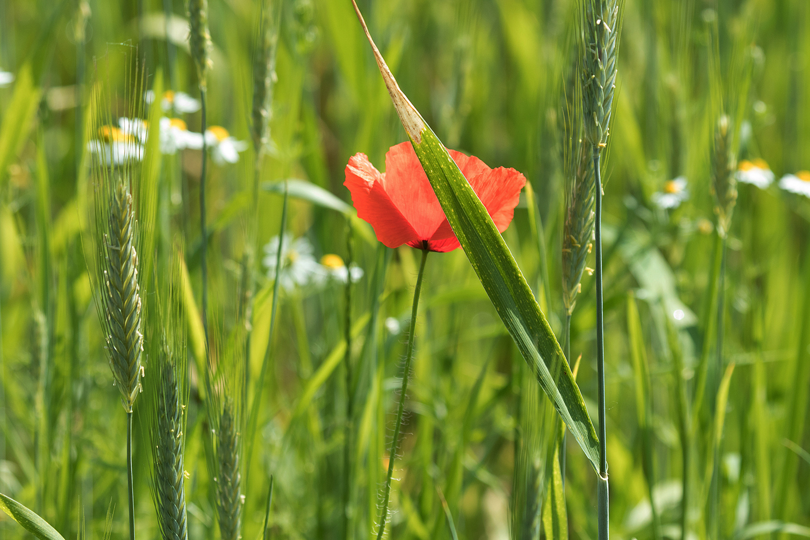 Im Kornfeld bei Pechüle