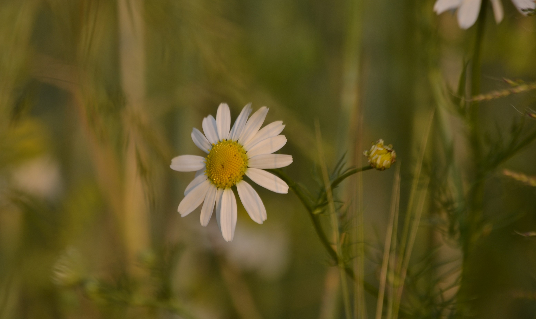 Im Kornfeld entdeckt !