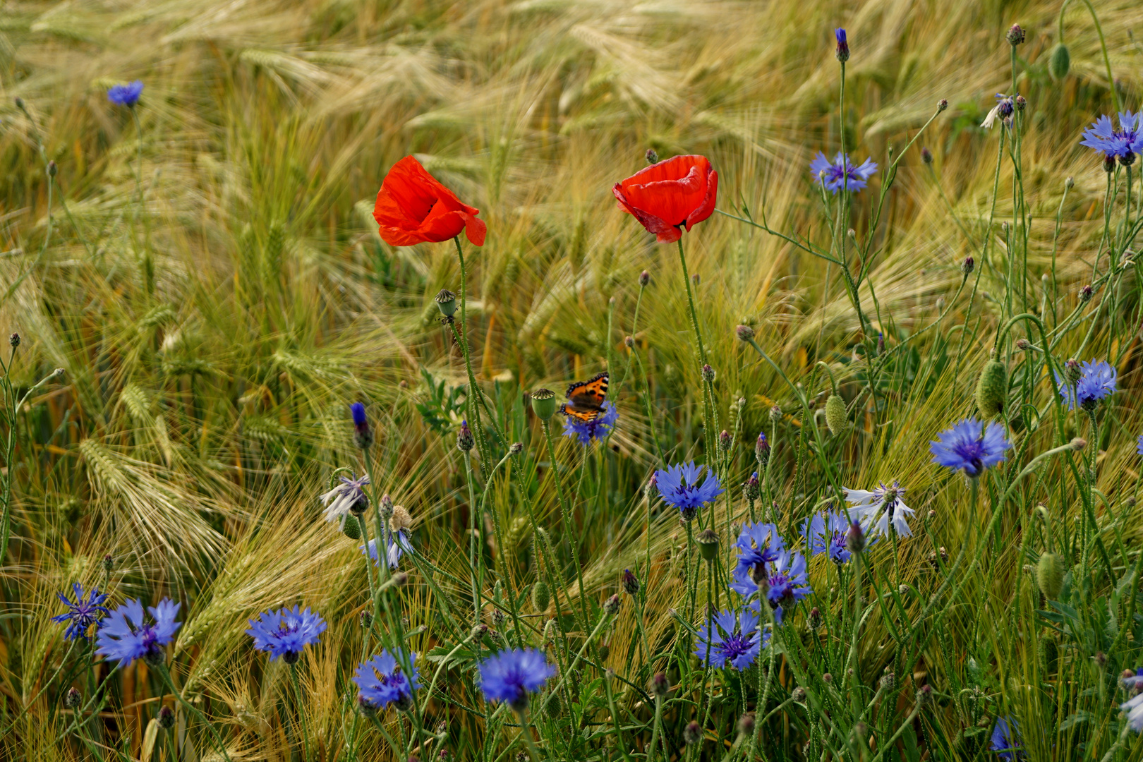 Im Kornfeld Görne