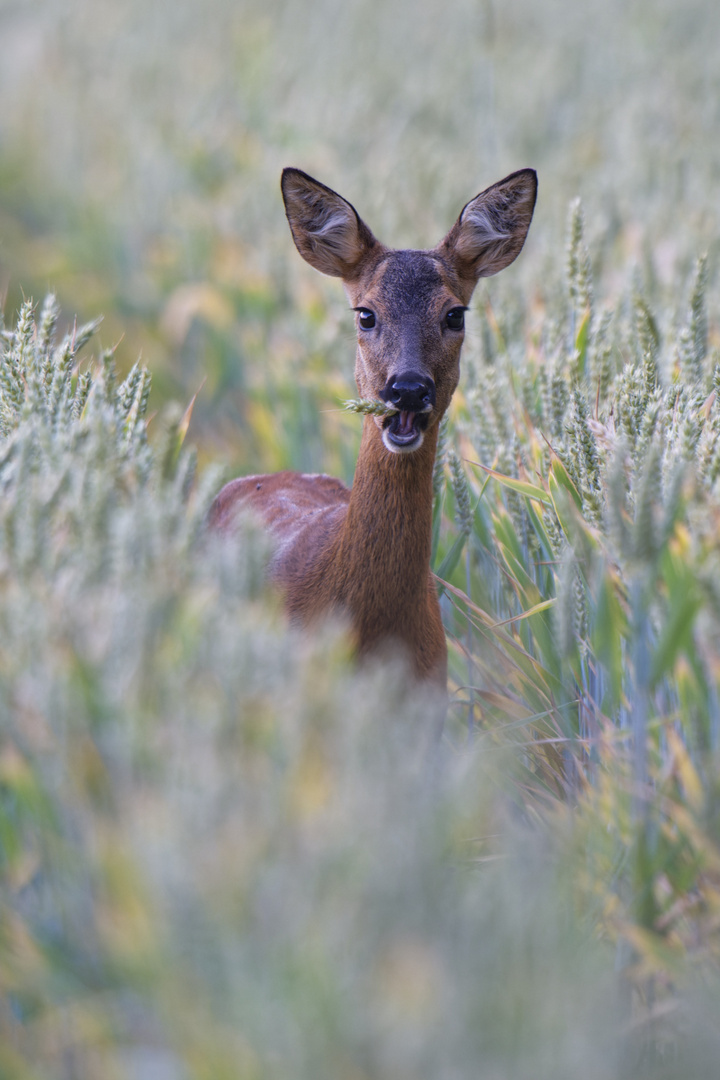 Im Kornfeld (II)