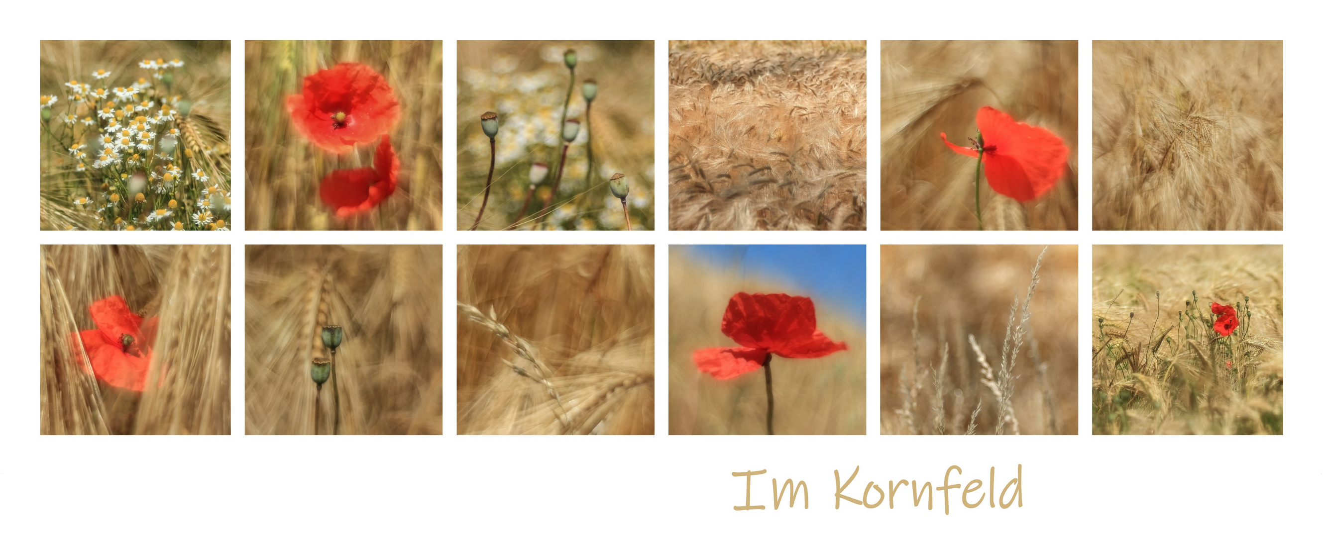 Im Kornfeld II