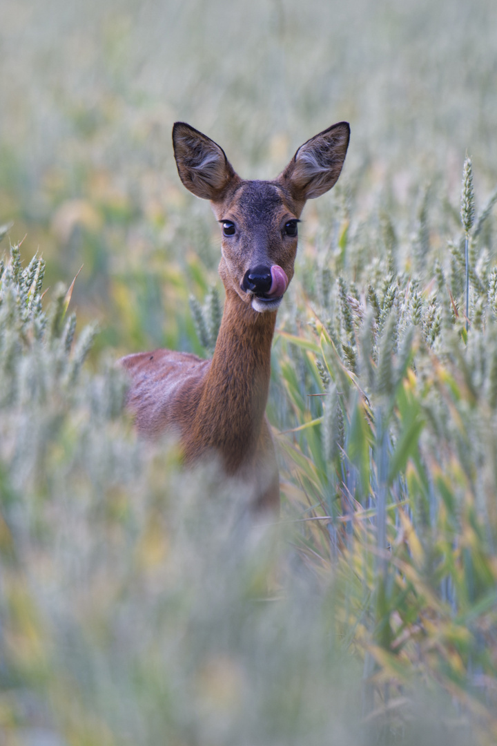 Im Kornfeld (III)