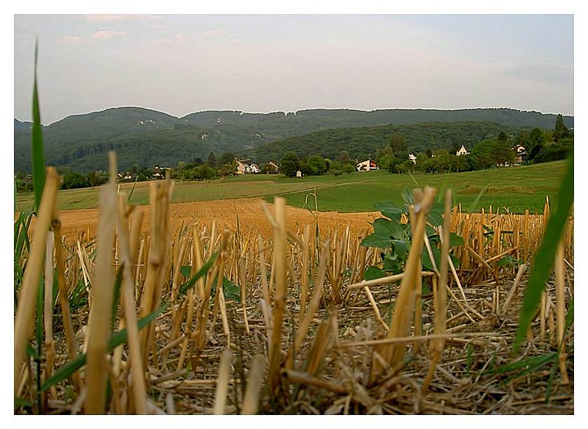 Im Kornfeld mit Blick Richtung Aesch