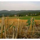 Im Kornfeld mit Blick Richtung Aesch