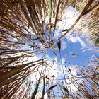 Im Kornfeld mit Fisheye