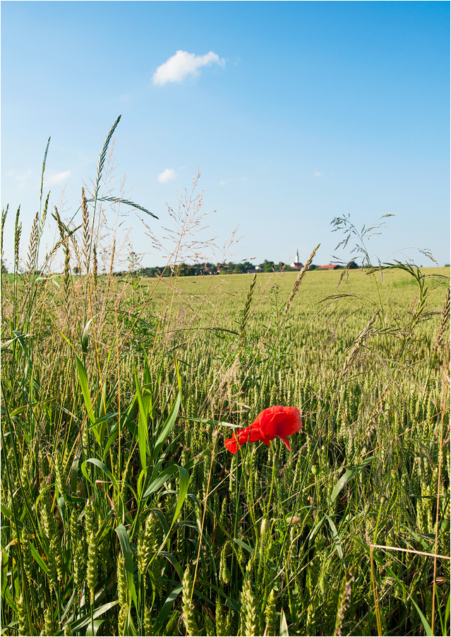 Im Kornfeld steht ...