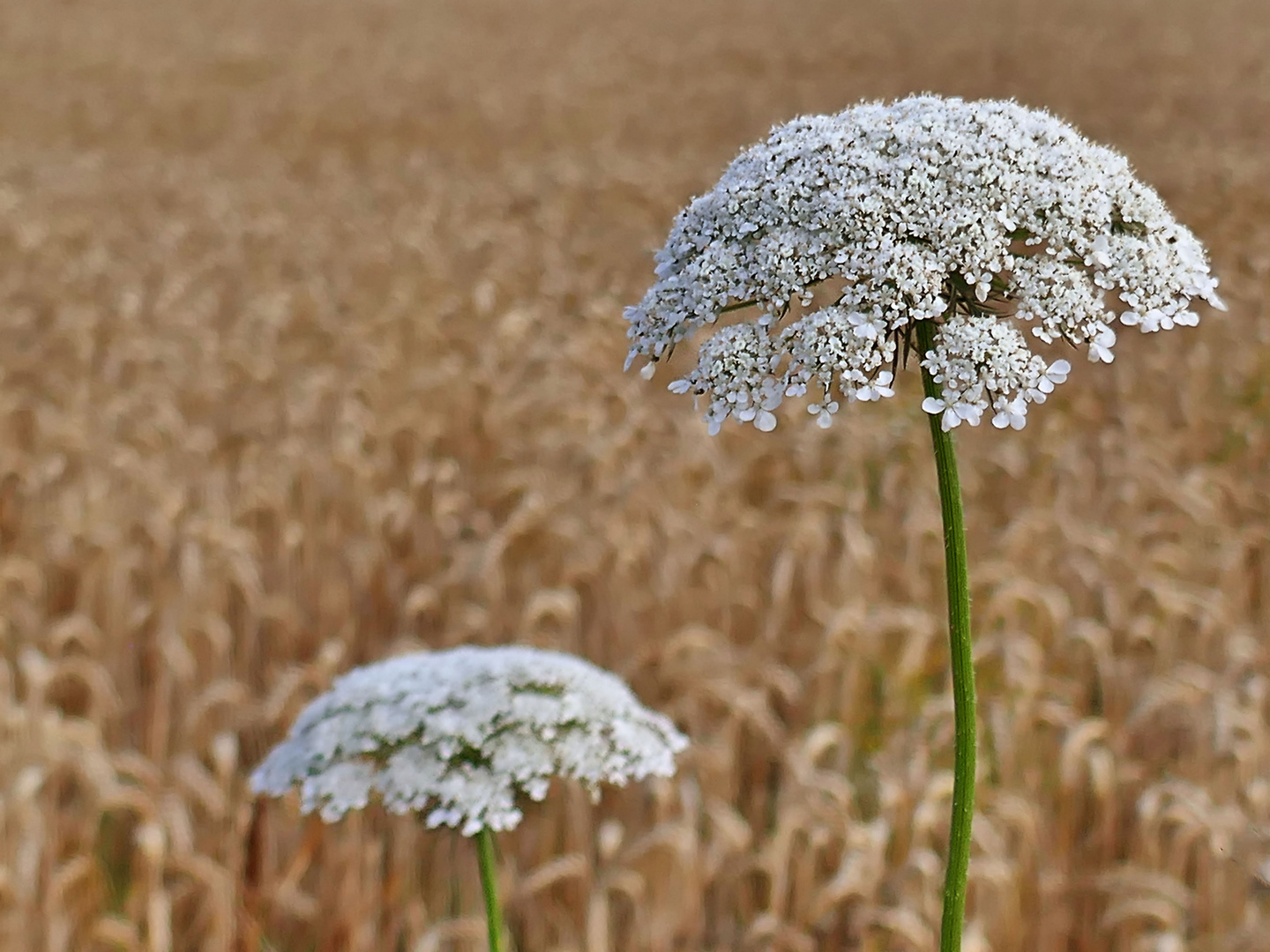 Im Kornfeld und Schafgarbe