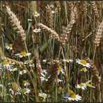 Im Kornfeld versteckt ...