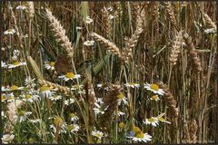 Im Kornfeld versteckt ...