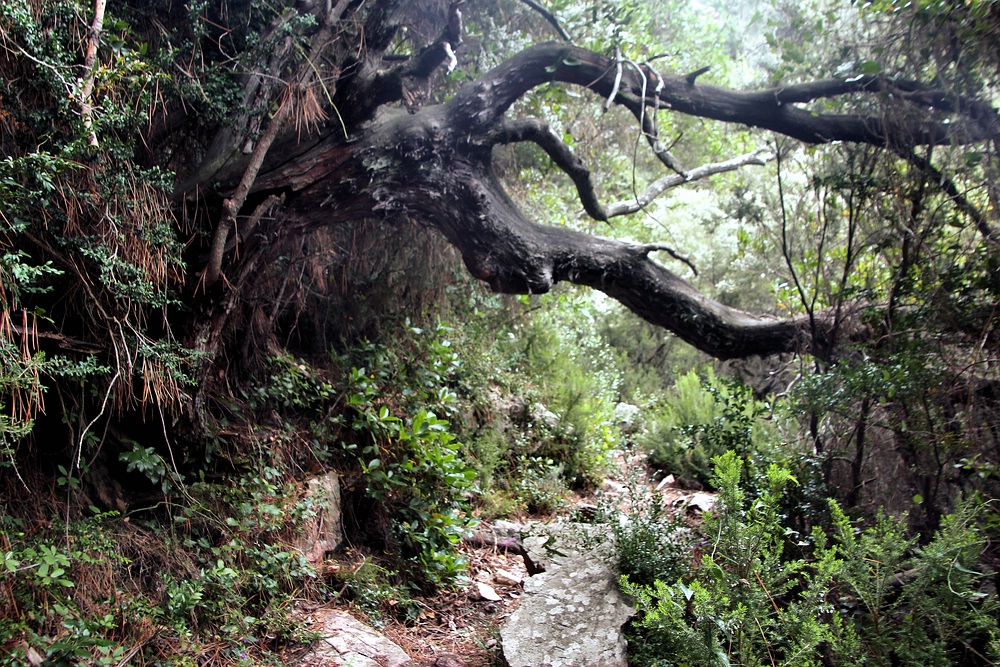 IM KORSISCHEN URWALD