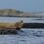 Im Koster Nationalpark, westschwedische Schären