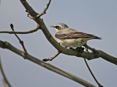 Im kräftigen Wind