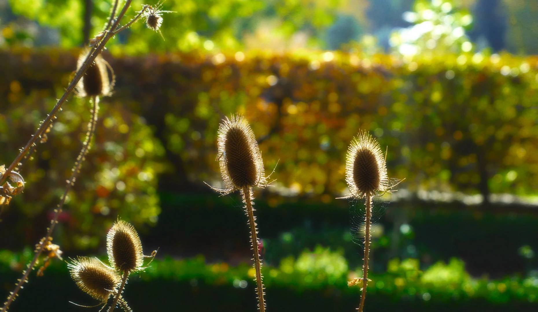 Im Kräutergarten