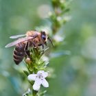 Im Kräutergarten...