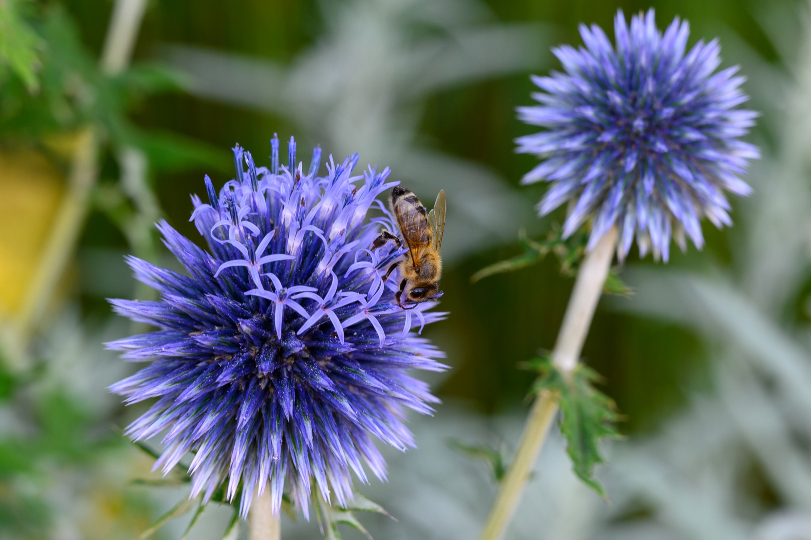 Im Kräutergarten II