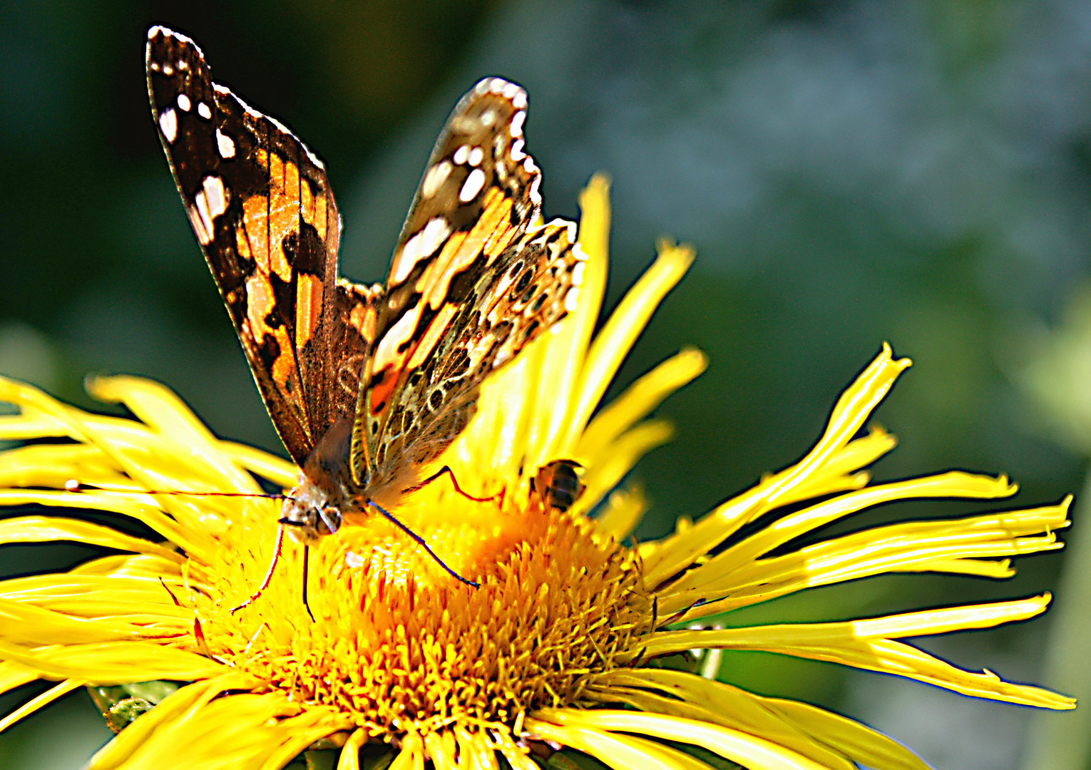 Im Kräutergarten von Bad Krozingen