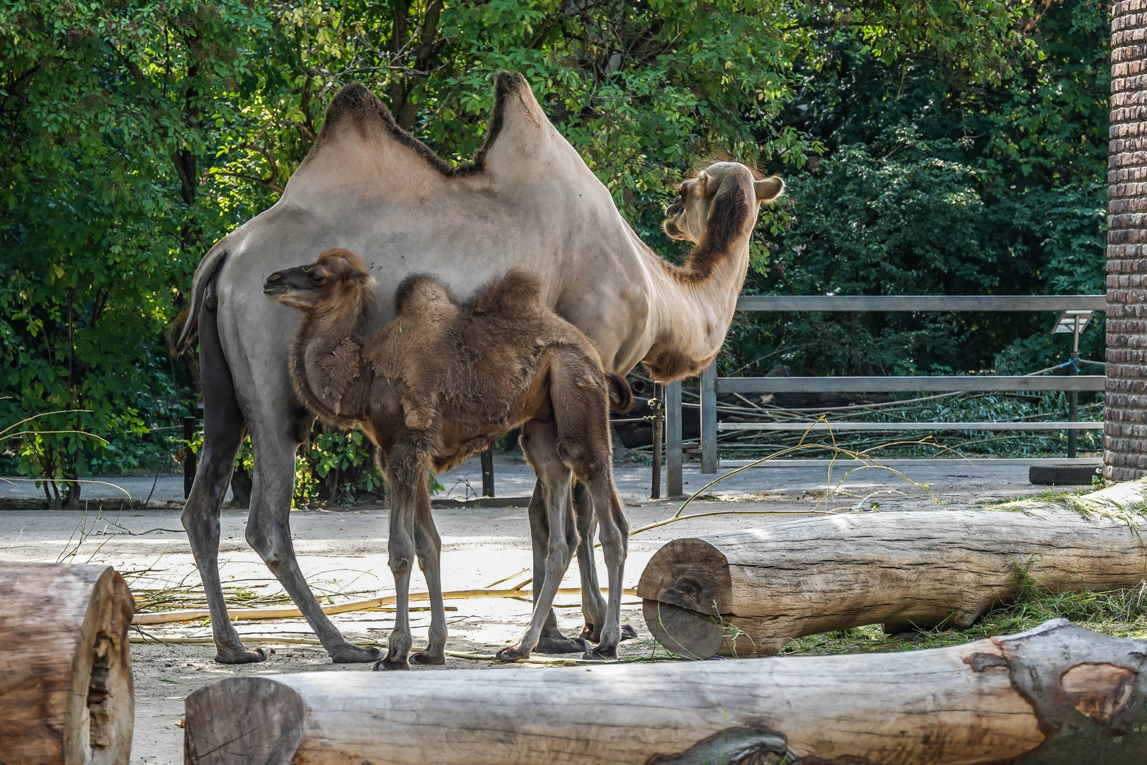 Im Krefelder Zoo (01)