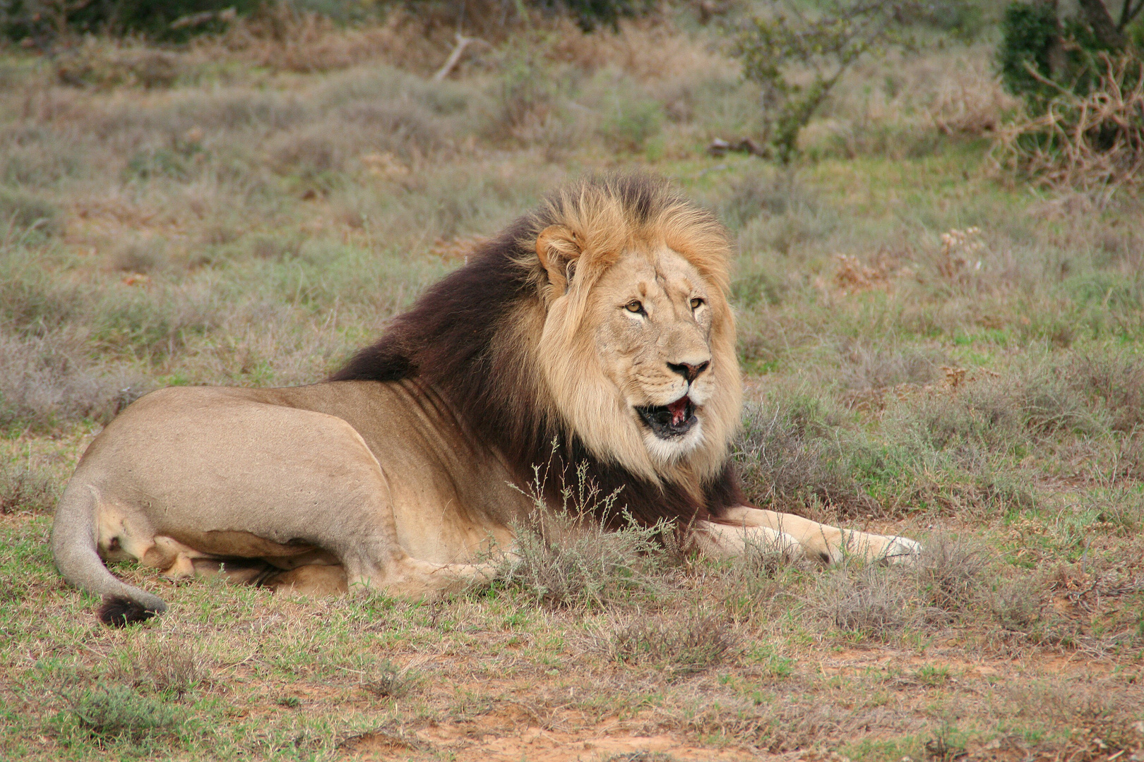 Im Krüger Nationalpark