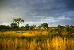 im Kruger National Park