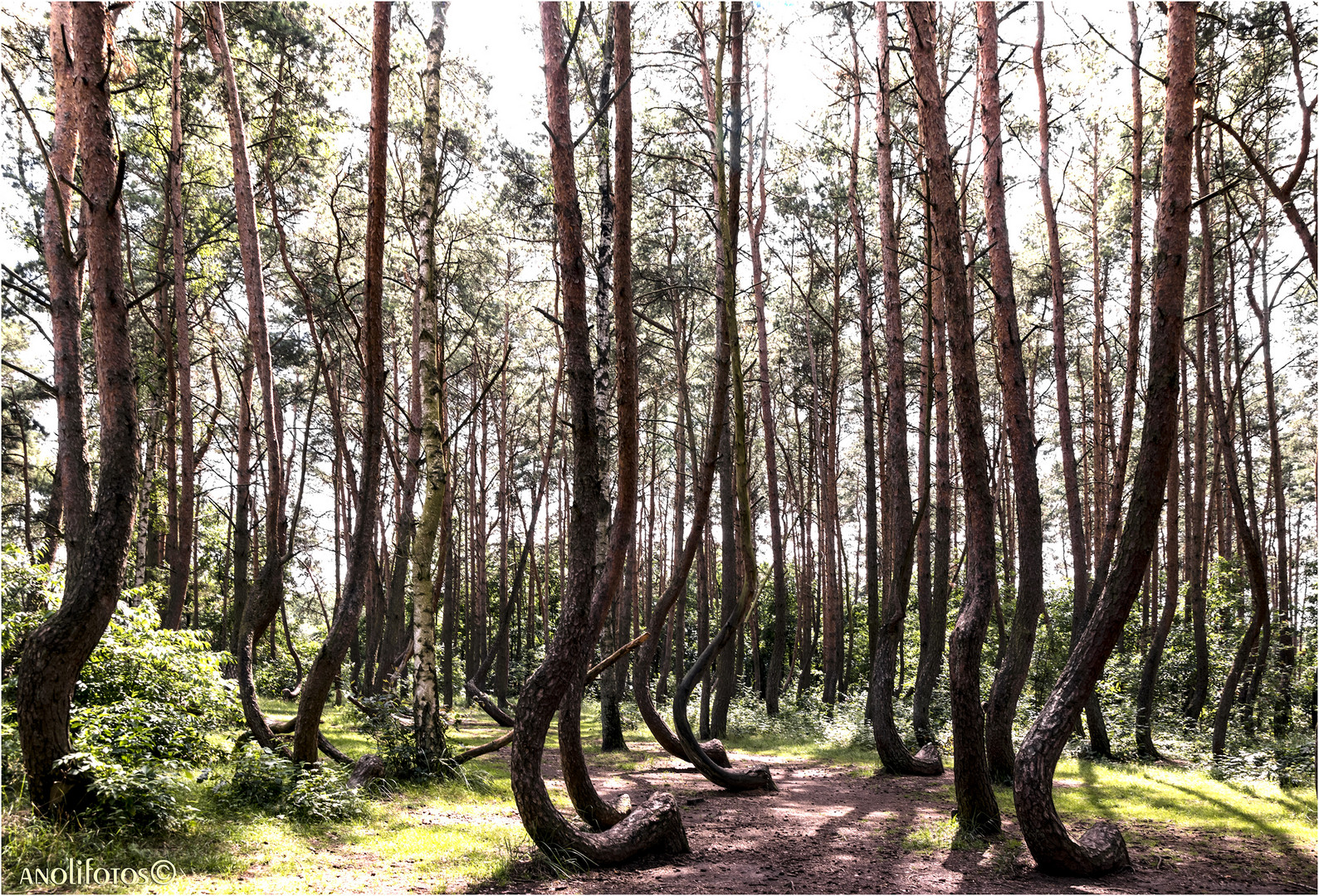 Im Krummen Wald