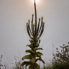 Im kühlen Herbstlicht