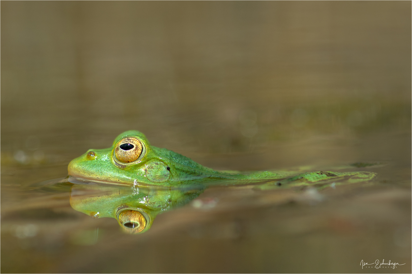 Im kühlen Nass Foto & Bild fotos, makro, teich Bilder auf