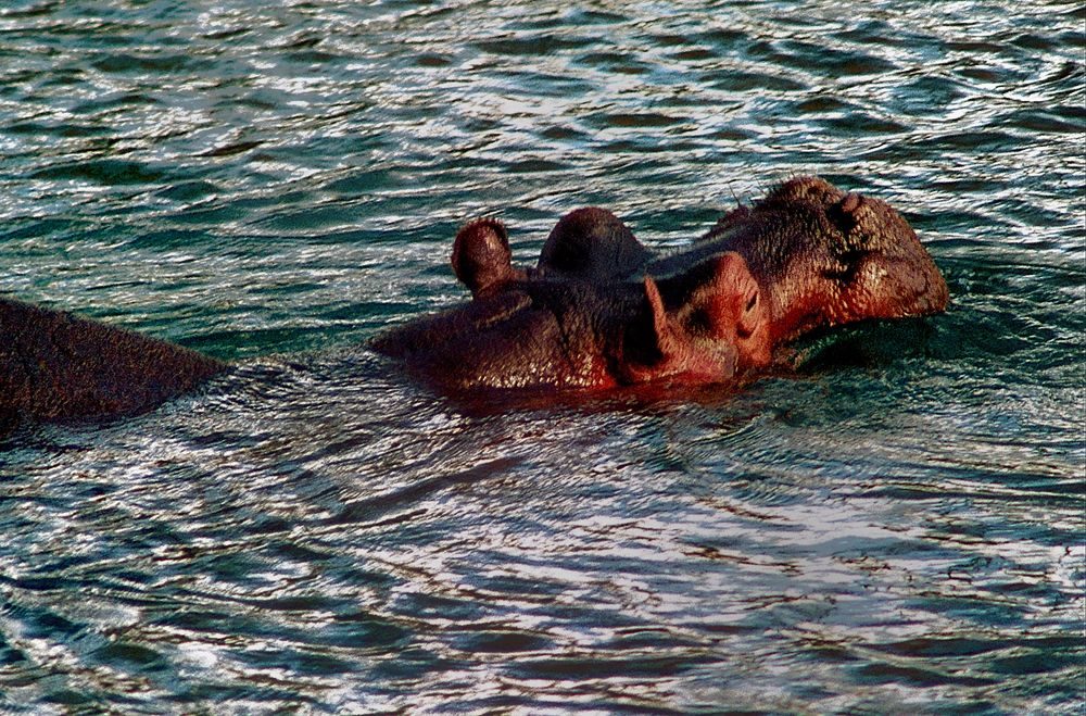 Im kühlen Nass Mzima Springs Tsavo-West