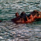 Im kühlen Nass Mzima Springs Tsavo-West