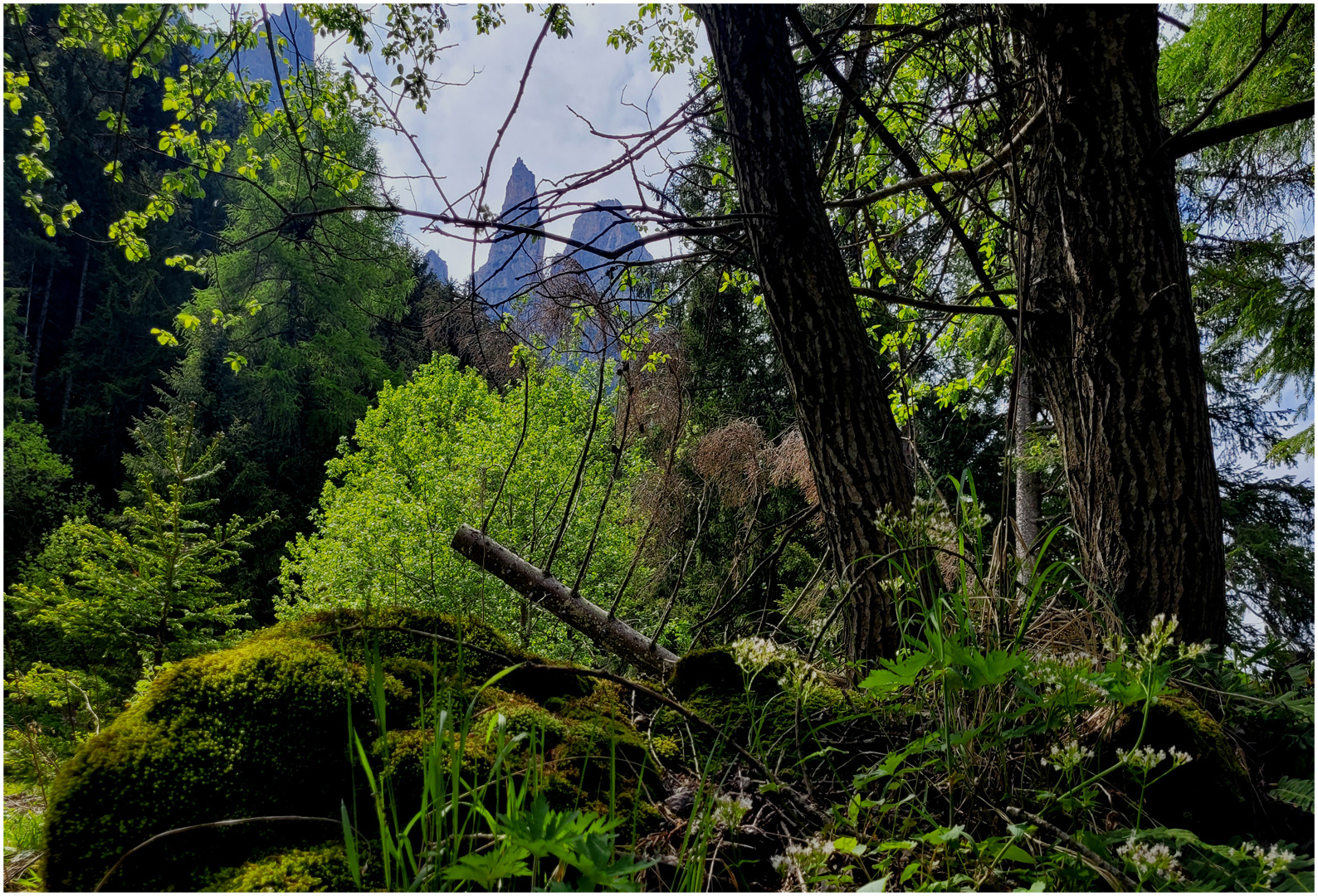 Im kühlen Wald - Blick nach oben