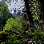 Im kühlen Wald - Blick nach oben