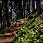 Im kühlen Wald - Blick nach vorn