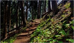 Im kühlen Wald - Blick nach vorn