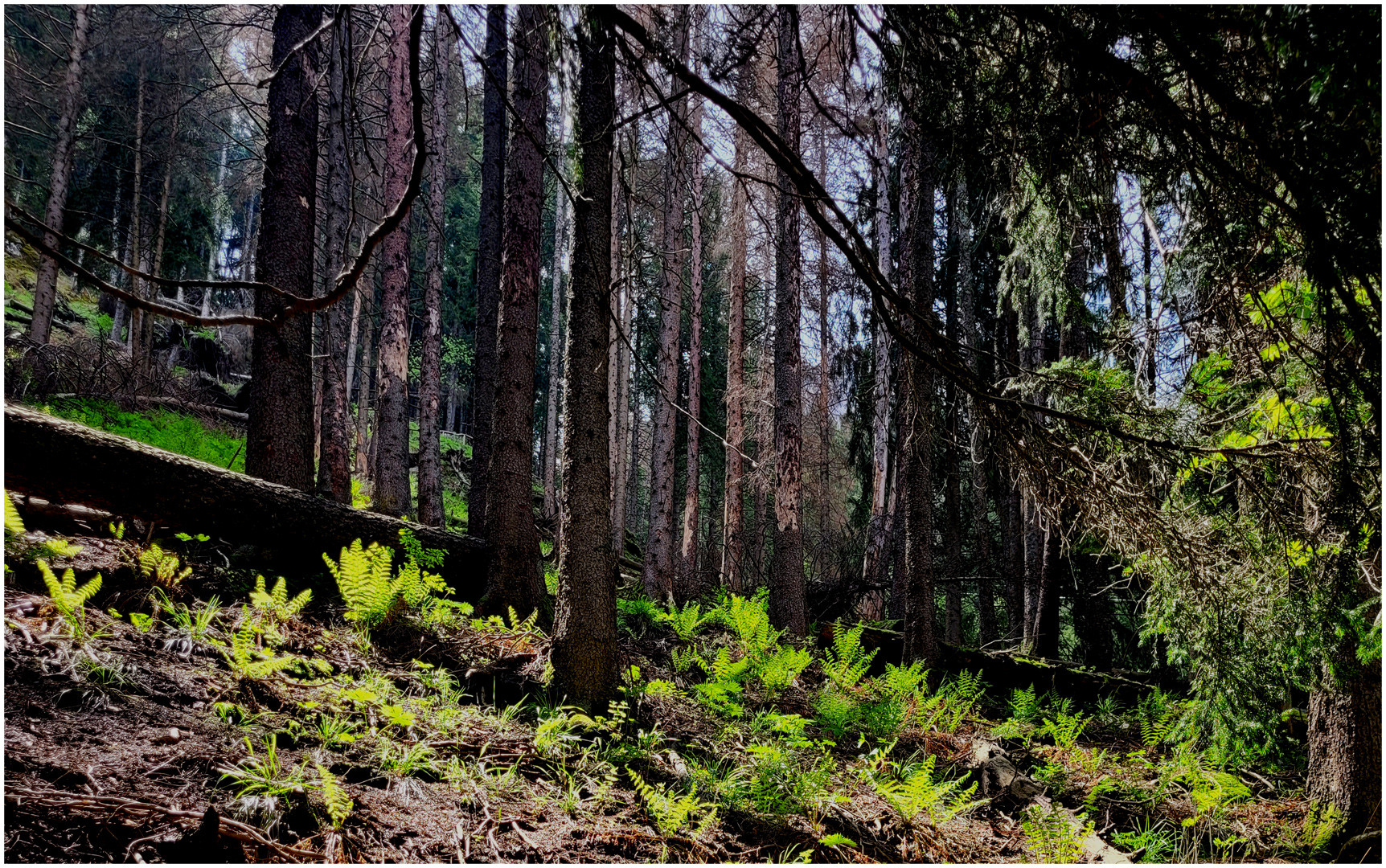 Im kühlen Wald - Seitenblick nach links