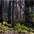 Im kühlen Wald - Seitenblick nach links