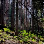 Im kühlen Wald - Seitenblick nach links