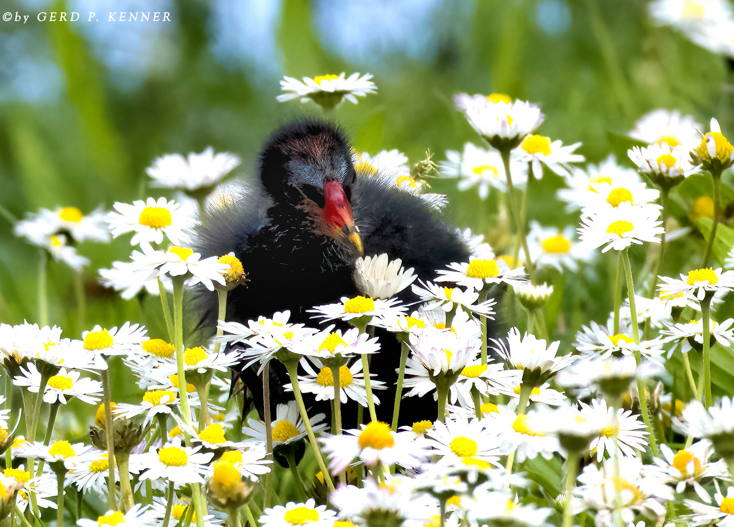 Im Küken-Paradies