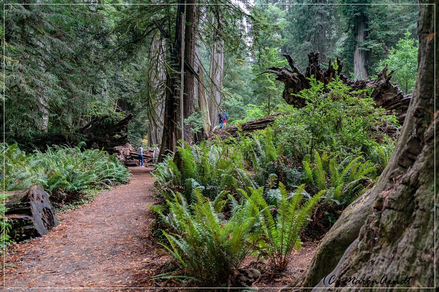 Im Küstenredwoodwald