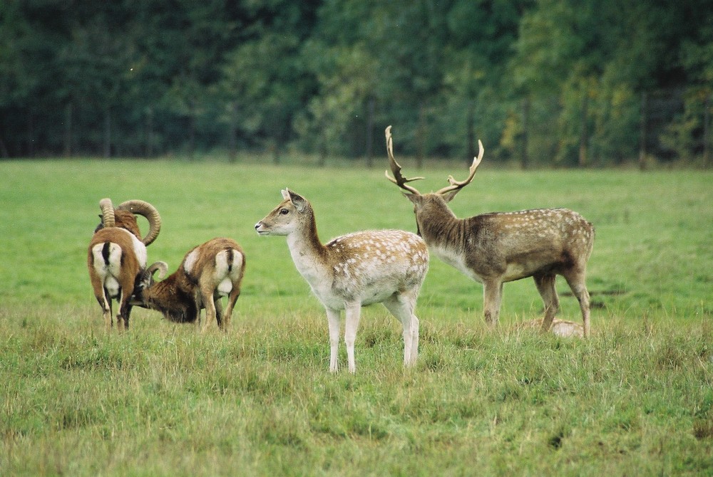 Im Lainzer Tiergarten