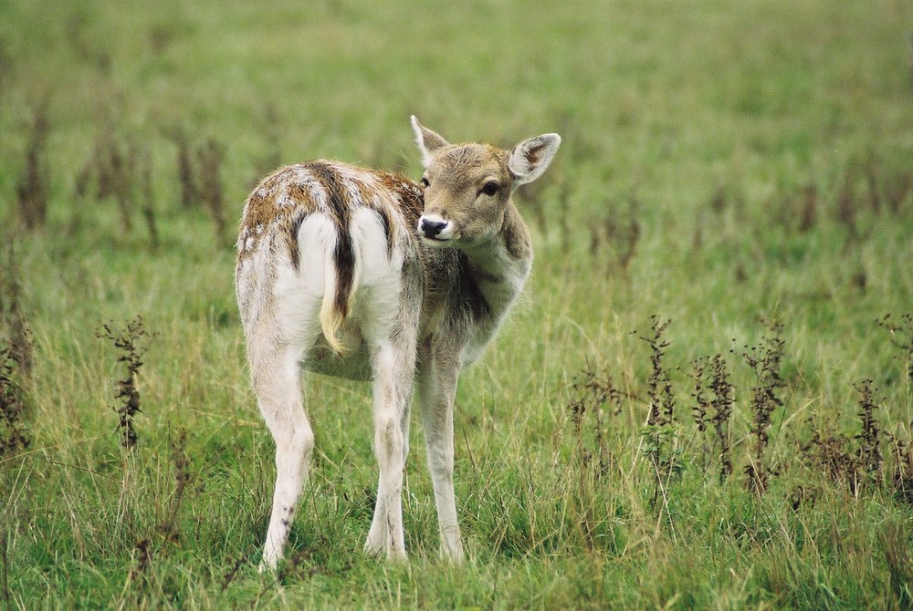 Im Lainzer Tiergarten 1