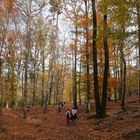 Im Lainzer Tiergarten (2)